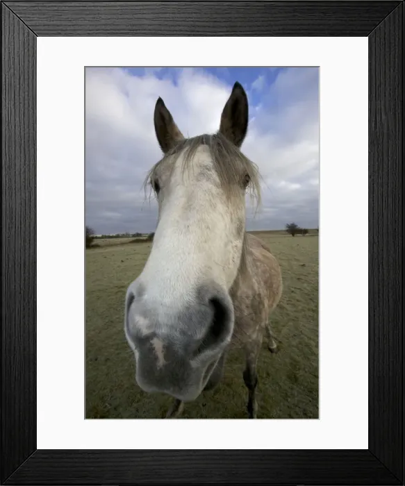 Framed Print : Arab Horse - UK Framed Print : Arab Horse - UK