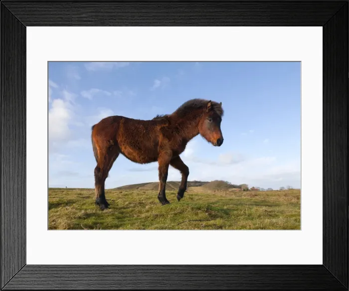 Framed Print : Pony - Somerset, UK Framed Print : Pony - Somerset, UK