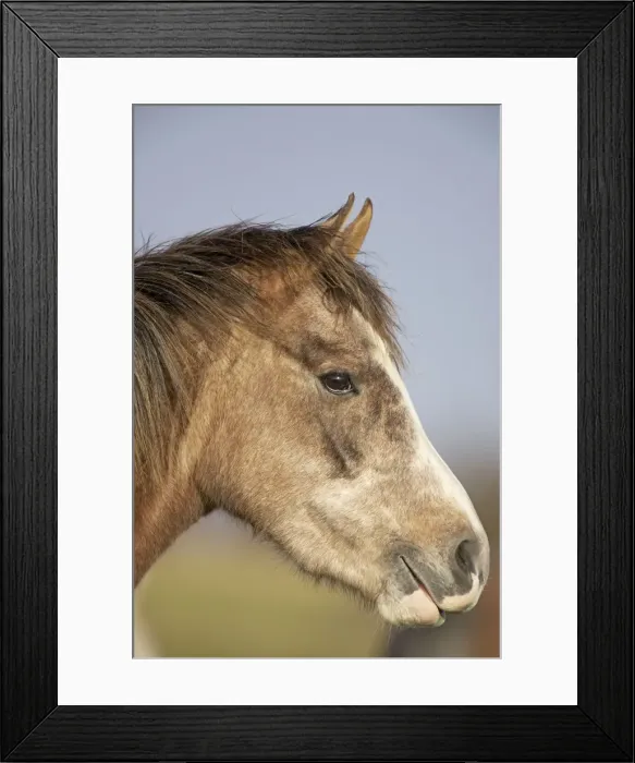 Framed Print : Arab Horse - UK Framed Print : Arab Horse - UK