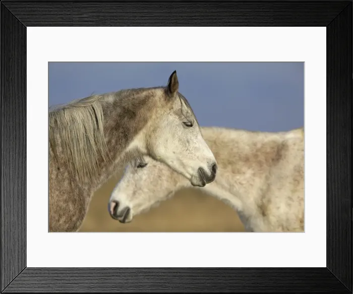 Framed Print : Arab Horses - UK Framed Print : Arab Horses - UK