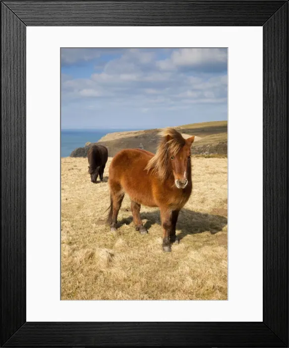 Framed Print : Shetland Ponies - grazing - Predannick, Cornwall, UK Framed Print : Shetland Ponies - grazing - Predannick, Cornwall, UK