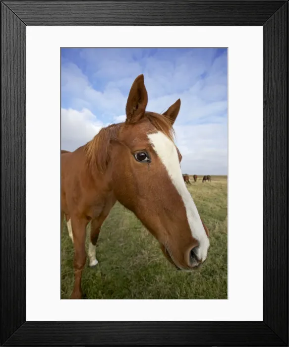Framed Print : Arab Horse - UK Framed Print : Arab Horse - UK