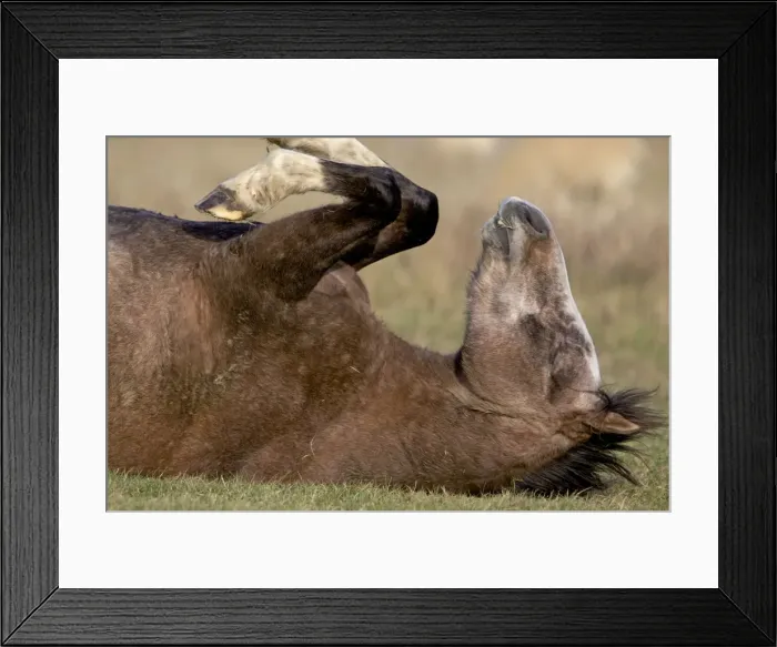 Framed Print : Arab Horses - rolling on its back - UK