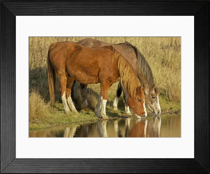 Framed Print : Arab Horses - drinking - UK Framed Print : Arab Horses - drinking - UK