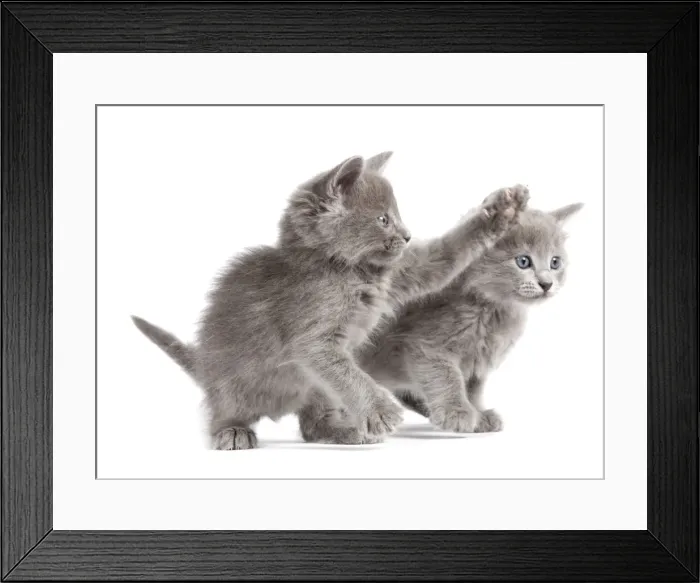 Framed Print : Cat - Nebelung Kittens Framed Print : Cat - Nebelung Kittens