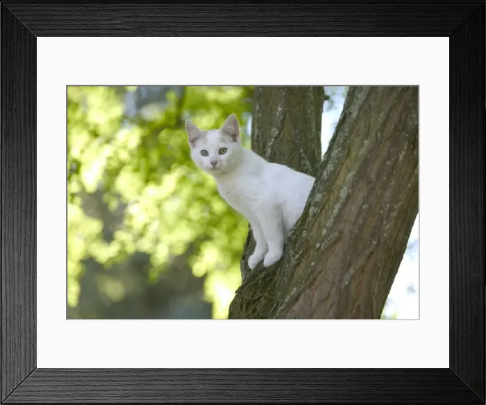 Framed Print : Cat - White kitten in tree Framed Print : Cat - White kitten in tree