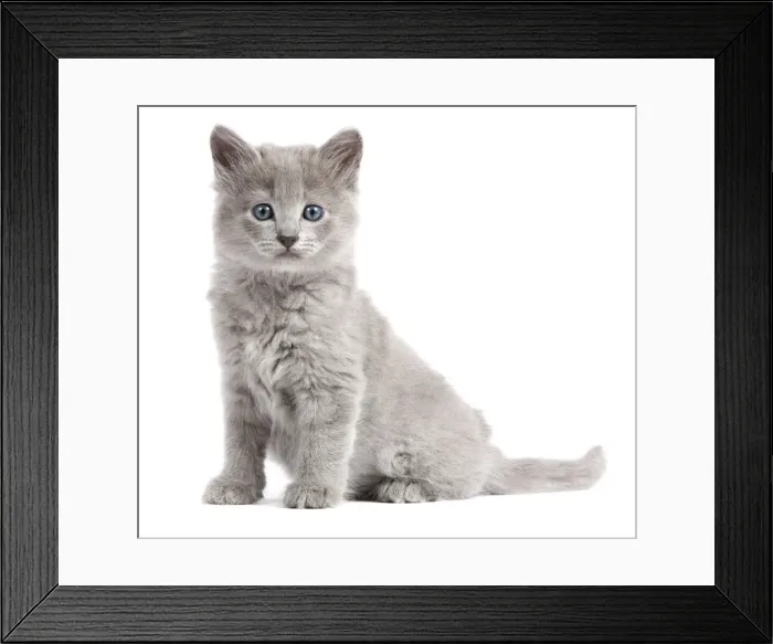 Framed Print : Cat - Nebelung Kitten Framed Print : Cat - Nebelung Kitten