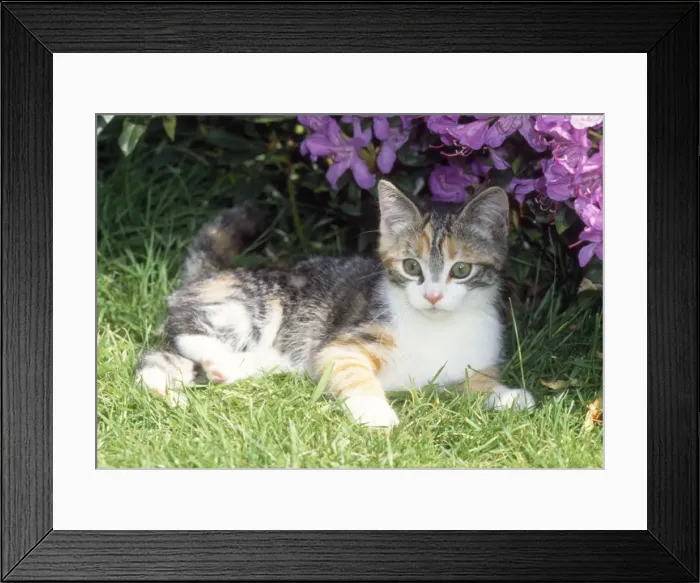 Framed Print : Cat - kitten lying by flowers Framed Print : Cat - kitten lying by flowers