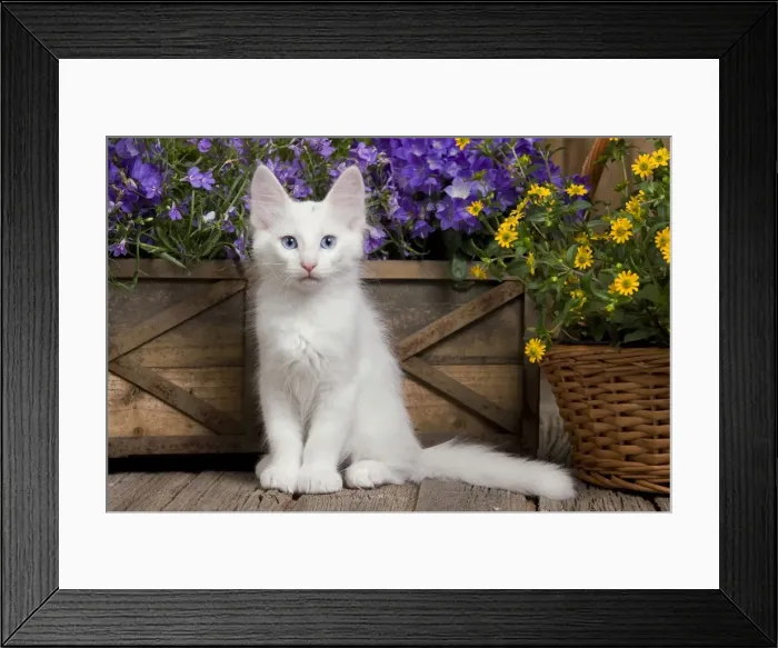 Framed Print : Cat - Turkish Angora kitten Framed Print : Cat - Turkish Angora kitten