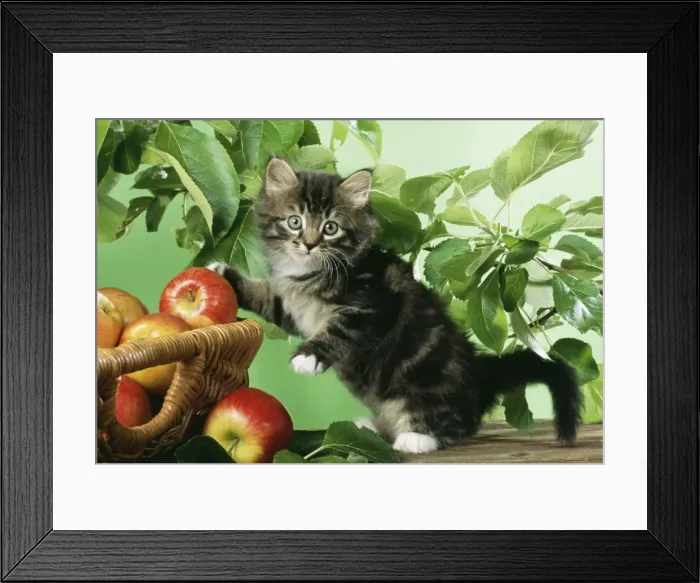 Framed Print : Cat JD 13294 Kitten with basket of apples © John Daniels / ardea. com Framed Print : Cat JD 13294 Kitten with basket of apples © John Daniels / ardea. com