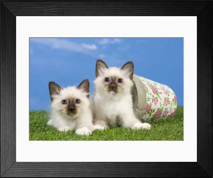 Framed Print : Cat - Birman kittens - playing with flowerpot Framed Print : Cat - Birman kittens - playing with flowerpot