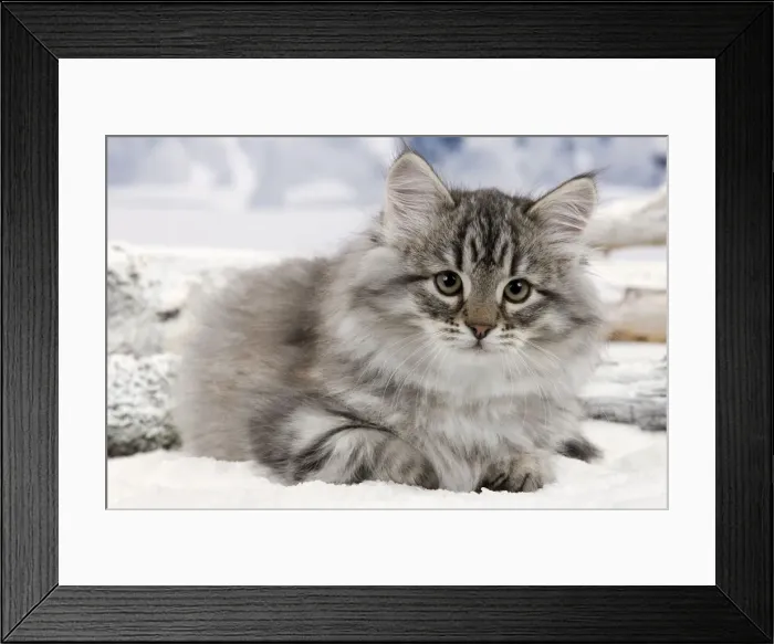 Framed Print : Cat - Siberian Kitten - in snow Framed Print : Cat - Siberian Kitten - in snow
