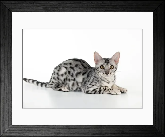 Framed Print : KITTEN - Bengal kitten 16 weeks Framed Print : KITTEN - Bengal kitten 16 weeks