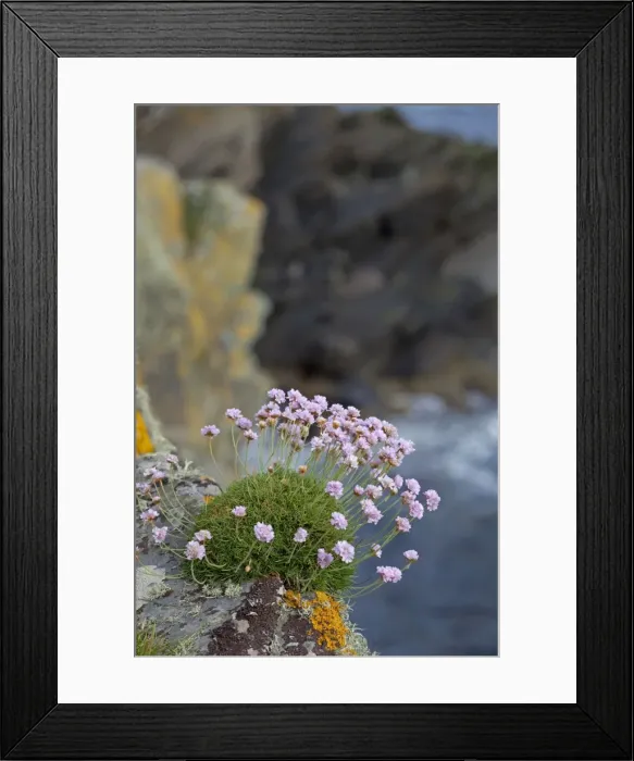 Framed Print : Sea Thrift - growing on cliffs edge along coastline, Shetlands - Scotland - UK Framed Print : Sea Thrift - growing on cliffs edge along coastline, Shetlands - Scotland - UK