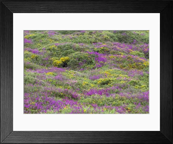 Framed Print : Heath - heather and gorse - Chun Downs - Cornwall - UK