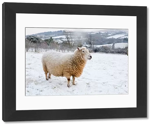 Sheep in winter snow - Cornwall, UK