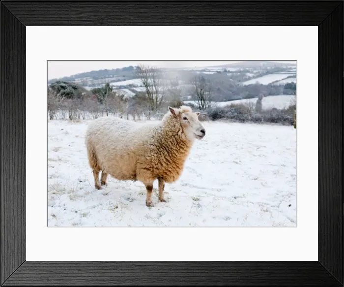 Framed Print : Sheep in winter snow - Cornwall, UK Framed Print : Sheep in winter snow - Cornwall, UK