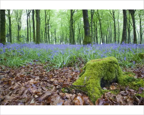 Bluebells in Flower at Idless Woods - Cornwall - UK