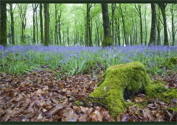 Bluebells in Flower at Idless Woods - Cornwall - UK