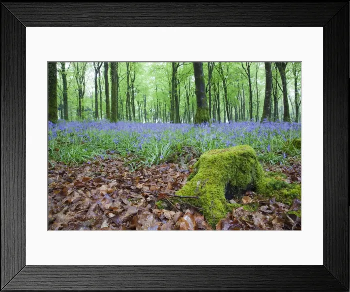 Framed Print : Bluebells in Flower at Idless Woods - Cornwall - UK Framed Print : Bluebells in Flower at Idless Woods - Cornwall - UK
