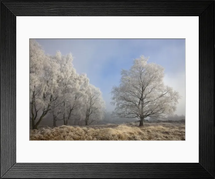 Framed Print : Silverbirch Trees covered in hoar frost on Cannock Chase - Cannock - Staffordshire - England Framed Print : Silverbirch Trees covered in hoar frost on Cannock Chase - Cannock - Staffordshire - England