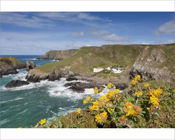 Kynance Cove - Cornwall - UK - Kidney Vetch in Foreground
