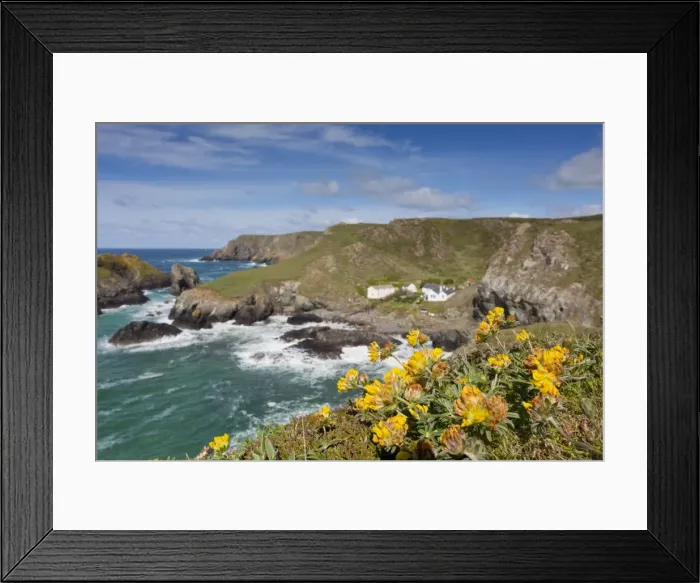 Framed Print : Kynance Cove - Cornwall - UK - Kidney Vetch in Foreground Framed Print : Kynance Cove - Cornwall - UK - Kidney Vetch in Foreground