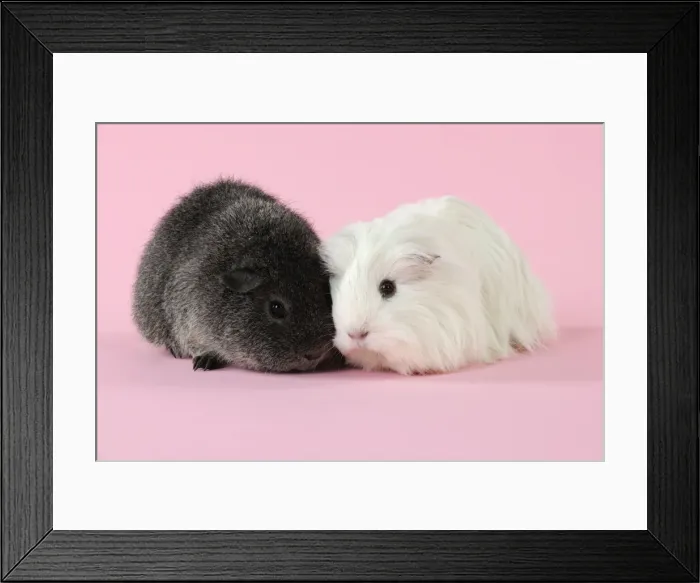 Framed Print : Guinea pigs sitting together Framed Print : Guinea pigs sitting together