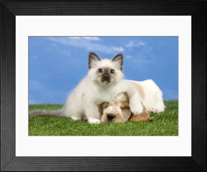 Framed Print : Dog - Cocker Spaniel with Cat - Birman kitten Framed Print : Dog - Cocker Spaniel with Cat - Birman kitten
