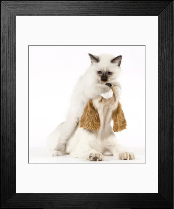 Framed Print : Dog - Cocker Spaniel with Cat - Birman kitten Framed Print : Dog - Cocker Spaniel with Cat - Birman kitten