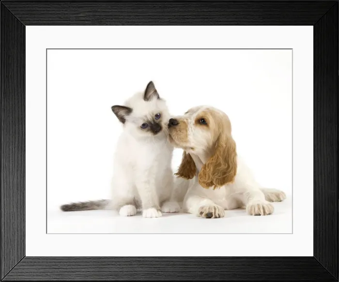 Framed Print : Dog - Cocker Spaniel with Cat - Birman kitten Framed Print : Dog - Cocker Spaniel with Cat - Birman kitten