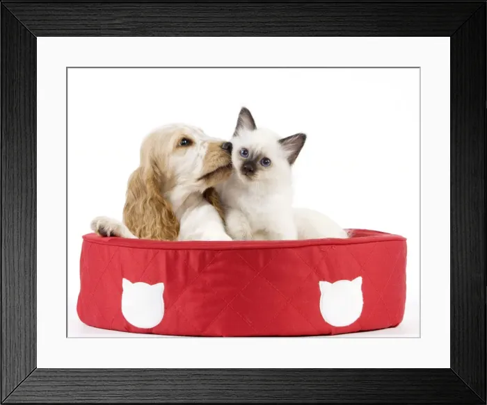 Framed Print : Dog - Cocker Spaniel with Cat - Birman kitten - in cat bed Framed Print : Dog - Cocker Spaniel with Cat - Birman kitten - in cat bed