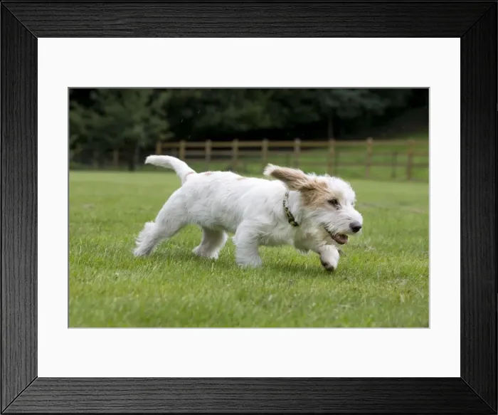 Framed Print : Dog - Basset Griffon Veneen - young dog running Framed Print : Dog - Basset Griffon Veneen - young dog running