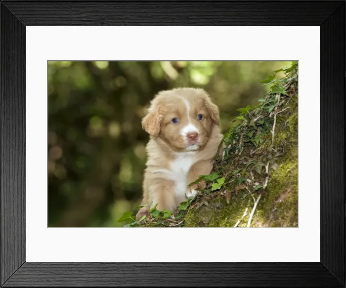 Framed Print : JD-22643-C Framed Print : JD-22643-C