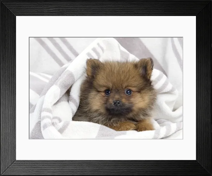 Framed Print : Dog - Dwarf Spitz - puppy Framed Print : Dog - Dwarf Spitz - puppy