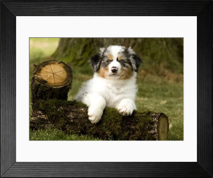Framed Print : Dog - Australian Sheepdog / Shepherd Dog Framed Print : Dog - Australian Sheepdog / Shepherd Dog