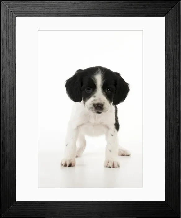 Framed Print : DOG - Springer Spaniel puppy Framed Print : DOG - Springer Spaniel puppy