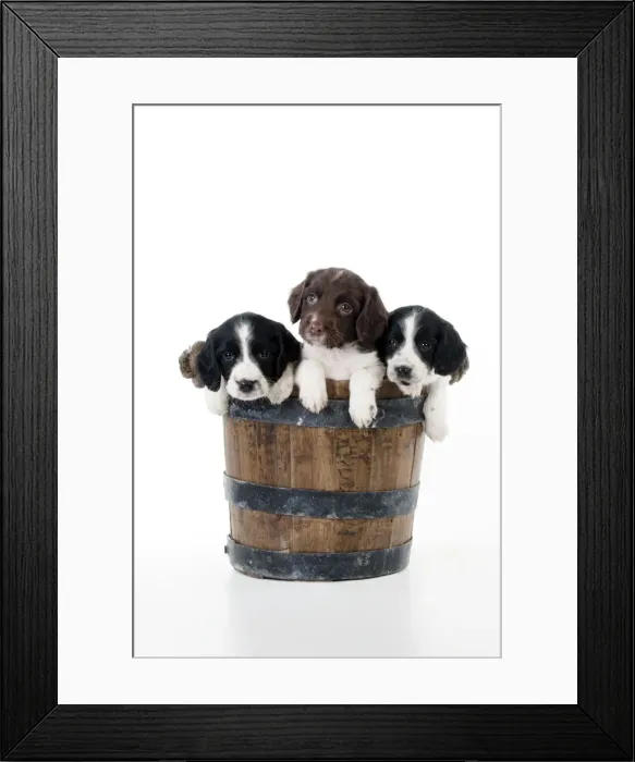 Framed Print : DOG - Springer Spaniel puppies sitting in a bucket Framed Print : DOG - Springer Spaniel puppies sitting in a bucket