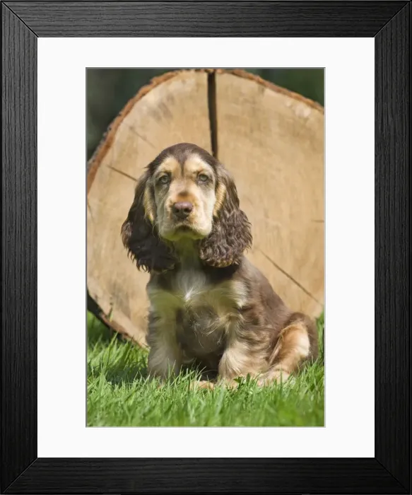 Framed Print : Dog - English Cocker Spaniel - puppy in garden Framed Print : Dog - English Cocker Spaniel - puppy in garden