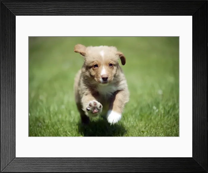 Framed Print : DOG - Nova scotia duck tolling retriever puppy in the garden (8 weeks) Framed Print : DOG - Nova scotia duck tolling retriever puppy in the garden (8 weeks)