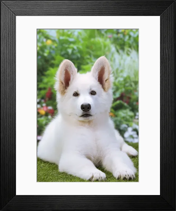 Framed Print : Dog - Swiss White Shepherd Dog Framed Print : Dog - Swiss White Shepherd Dog