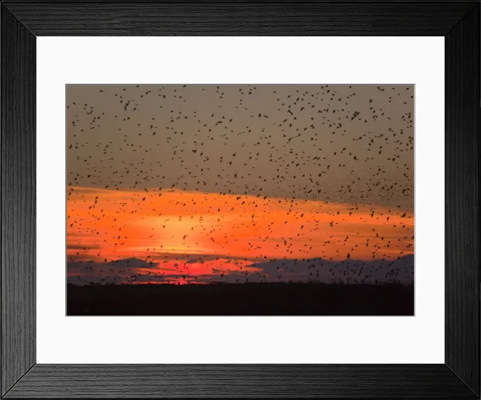 Framed Print : Starlings - going to roost - Davidstow - Cornwall - UK Framed Print : Starlings - going to roost - Davidstow - Cornwall - UK