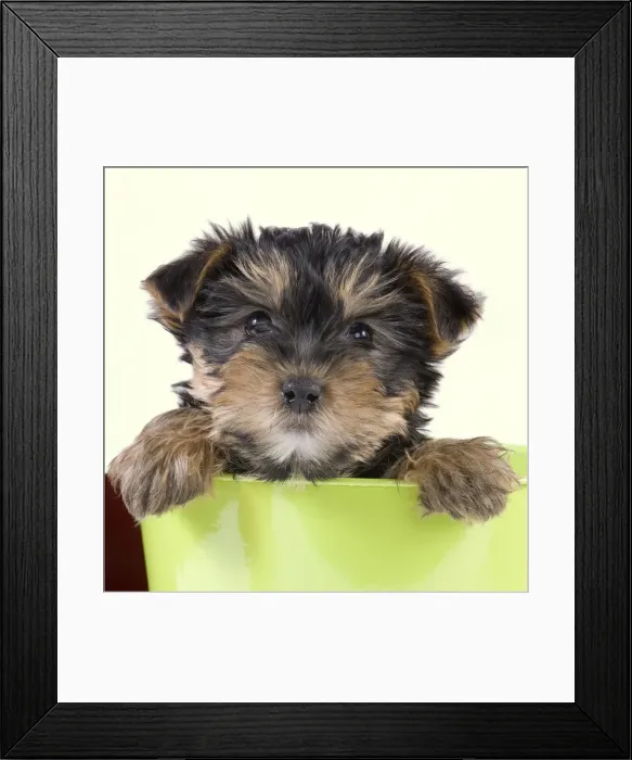 Framed Print : Dog - Yorkshire Terrier puppy - in flowerpot Manipulation: Background Colour changed from white Framed Print : Dog - Yorkshire Terrier puppy - in flowerpot Manipulation: Background Colour changed from white