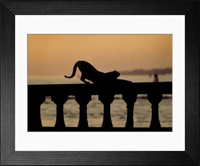 Framed Print : Cat - stretching out on stone wall - Venice - Italy Framed Print : Cat - stretching out on stone wall - Venice - Italy