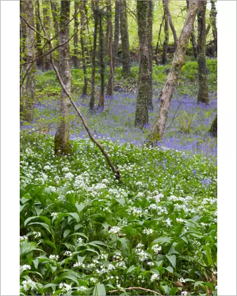 Duloe Woods in Spring - with Wild Garlic and Bluebells - Cornwall, UK