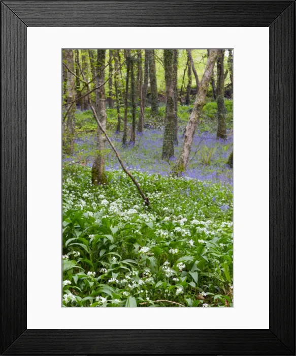 Framed Print : Duloe Woods in Spring - with Wild Garlic and Bluebells - Cornwall, UK Framed Print : Duloe Woods in Spring - with Wild Garlic and Bluebells - Cornwall, UK