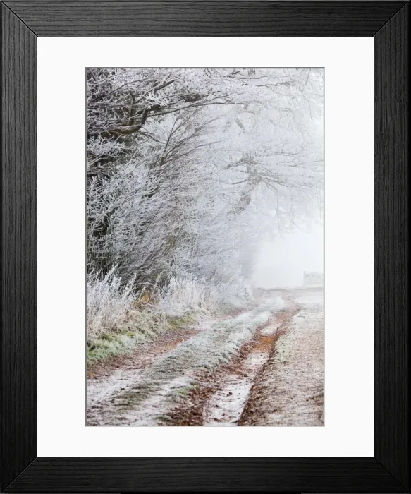 Framed Print : Frost on a Hedge - winter - UK Framed Print : Frost on a Hedge - winter - UK