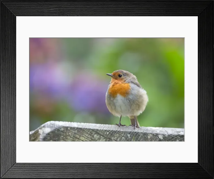 Framed Print : Robin - UK Framed Print : Robin - UK