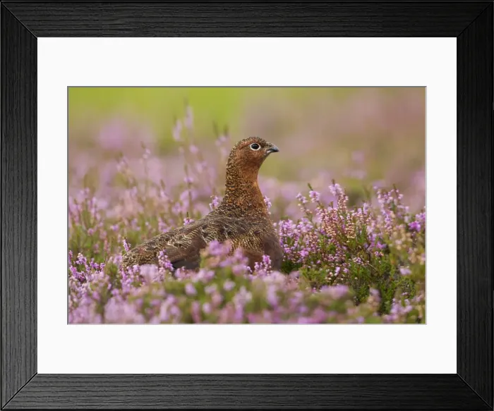 Framed Print : Red Grouse - amongst heather - Grinton - Yorkshire Dales - August Framed Print : Red Grouse - amongst heather - Grinton - Yorkshire Dales - August