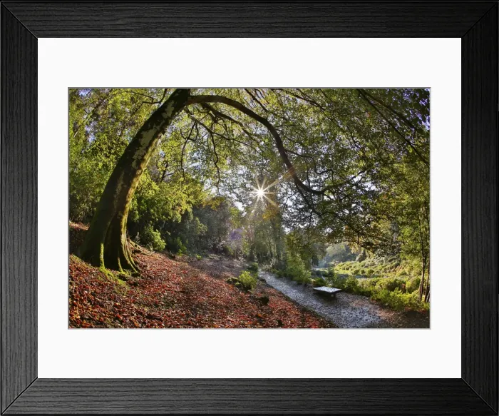 Framed Print : Trebah Garden - Cornwall - UK Framed Print : Trebah Garden - Cornwall - UK